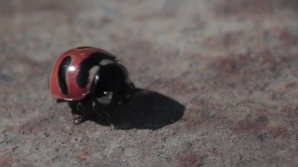 Marienkäferbeine reiben sich den Kopf und laufen davon — Stockvideo
