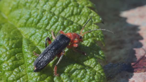 Soldaat kevers zitten op het blad van frambozen — Stockvideo