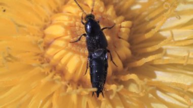 Böcek kanat yayılır