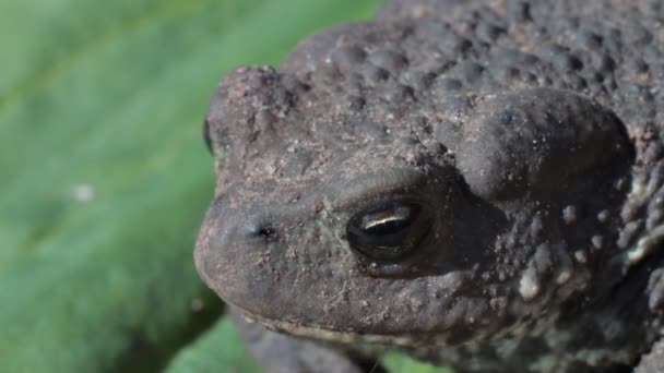 Young Frog Breathes — Stock Video
