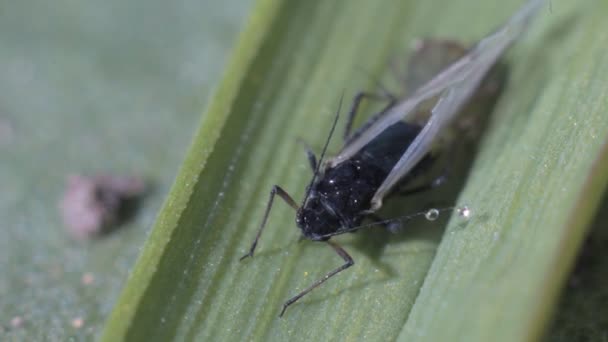 Pucerons et petite mouche sur herbe — Video