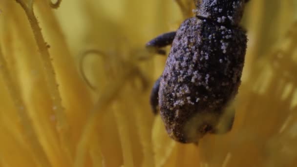 Käfer zwischen Staubgefäßen der Löwenzahnblüte — Stockvideo