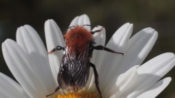 Moscas de abejorro de manzanilla flor — Vídeos de Stock