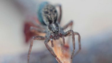 Onun açık Paws örümcek taşır