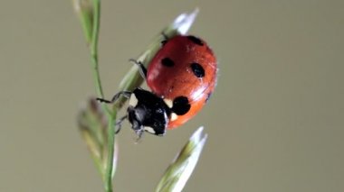 Uğur böceği dışkı salgılar