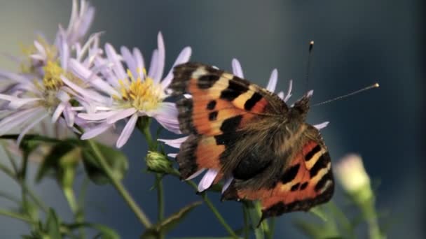 Schmetterling bewegt sich auf Blume — Stockvideo