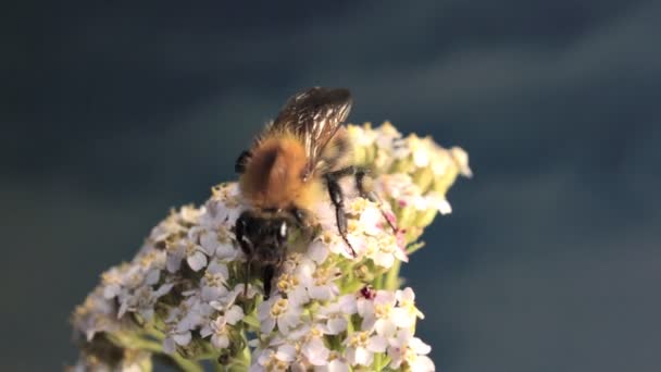 Bumble Bee gaat op bloem. — Stockvideo