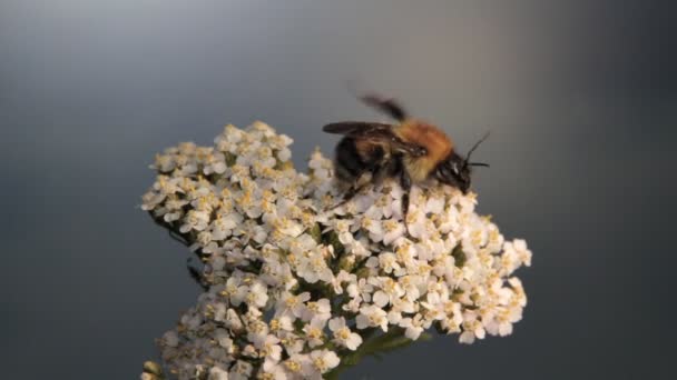 Bumblebee se limpia con sus patas — Vídeos de Stock