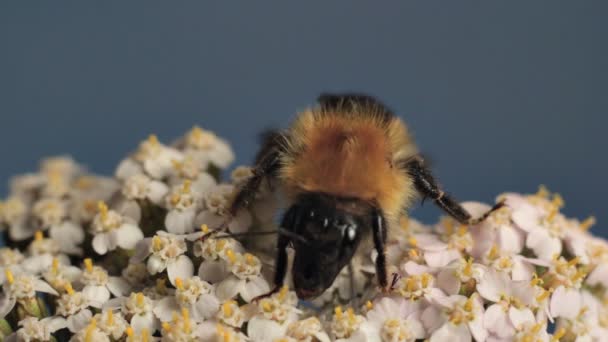 Hummel auf Blume — Stockvideo