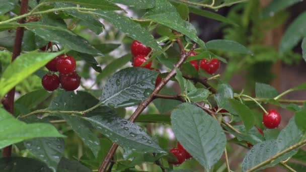 Cerezas en la lluvia — Vídeos de Stock