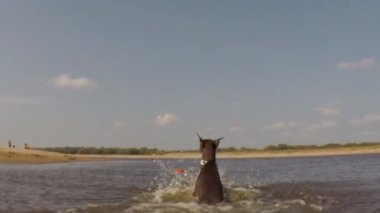  Dışarı nehir frizbi köpek getiriyor