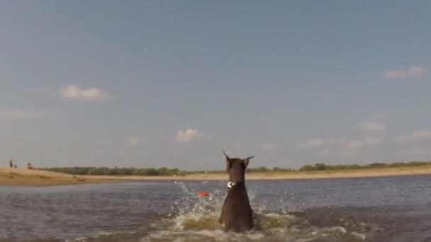 Σκύλος φέρνει έξω από το ποτάμι Frisbee — Αρχείο Βίντεο