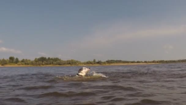 Kleine hond zwemt in rivier — Stockvideo