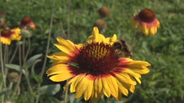 Bumblebee aterrizó en la flor — Vídeo de stock