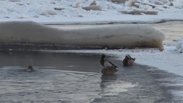 Patos Salvajes Hielo Los Patos Salvajes Sientan Limpiar Sus Plumas Videoclip