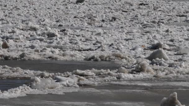 Hielo Flota Río Durante Inundación Primavera Hielo Rompe Trozos Pequeños Fotografías de stock