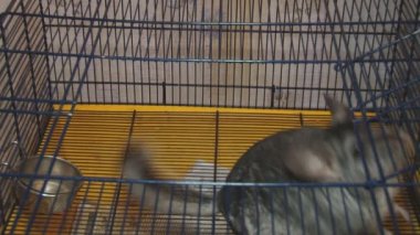 İçinde belgili tanımlık kafes gri chinchilla