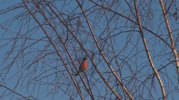 Gimpel auf den Ästen einer Birke — Stockvideo