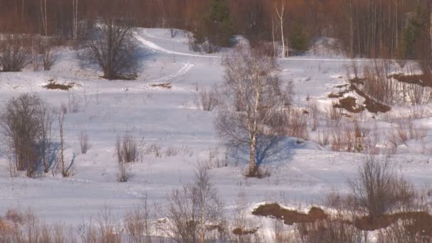 在雪中白桦树春 — 图库视频影像