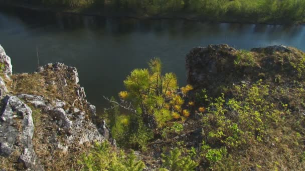 Petit pin sur une falaise sur le fond de la rivière — Video