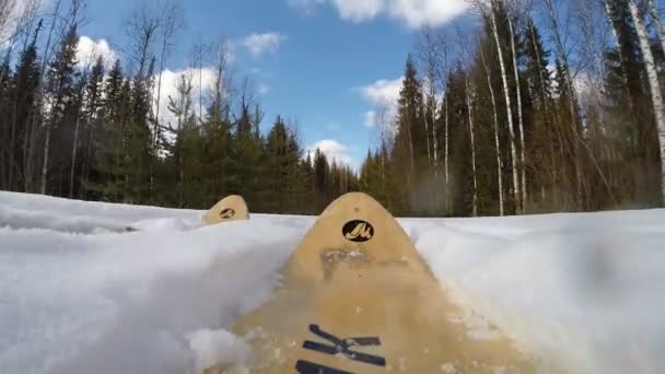 Jakt skidåkning i skogen 1 — Stockvideo