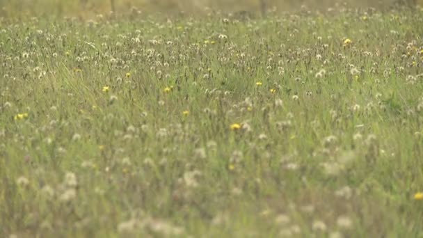 Löwenzahn auf einem Feld — Stockvideo