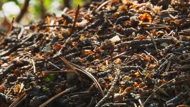 Τα μυρμήγκια που τρέχει γύρω από τον στόχο anthill 4 — Αρχείο Βίντεο