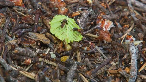 Fourmis autour de la fourmilière 4 — Video