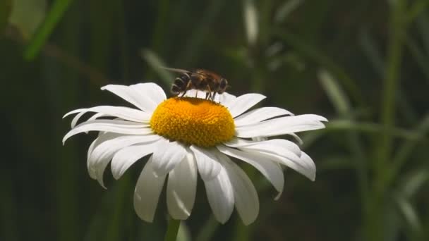 En fluga kryper på mitten av en Daisy och sedan flyger bort — Stockvideo