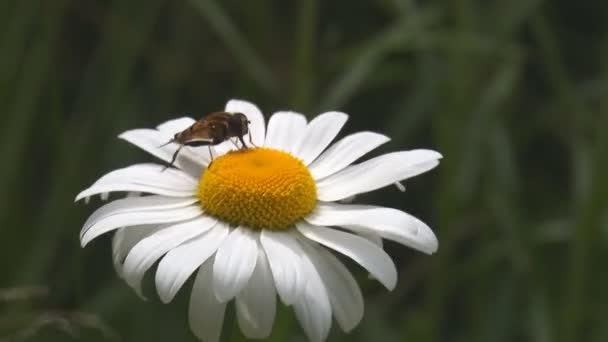 El insecto y la margarita de las flores — Vídeos de Stock