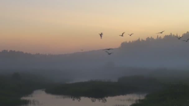 Las aves vuelan de noche en la niebla sobre el campo y el agua — Vídeos de Stock