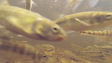Kamera saldırmak için su altında balık