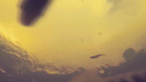 Υποβρύχια βίντεο των ψαριών στο ποτάμι — Αρχείο Βίντεο
