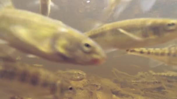 Peixe sob a água para atacar a câmera — Vídeo de Stock