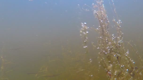 Underwater World of the River — Stock Video