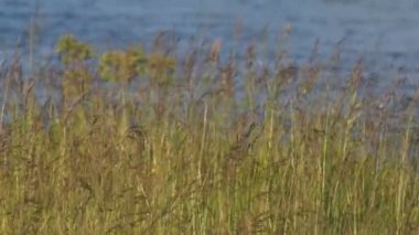 Water3 arka planda sallanan çimen