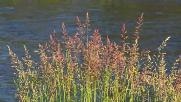 Gras wiegt sich im Hintergrund des Wassers — Stockvideo