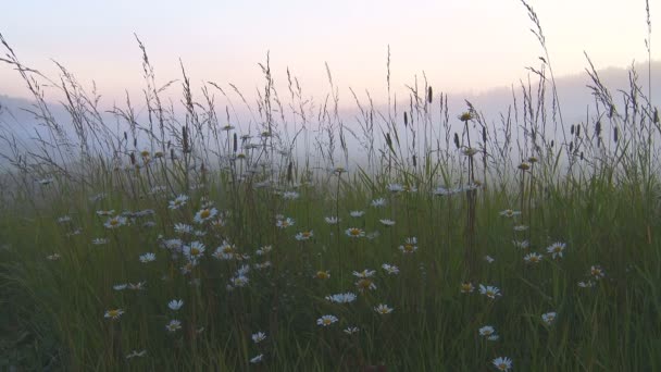 Gänseblümchen und Gras im Nebel — Stockvideo