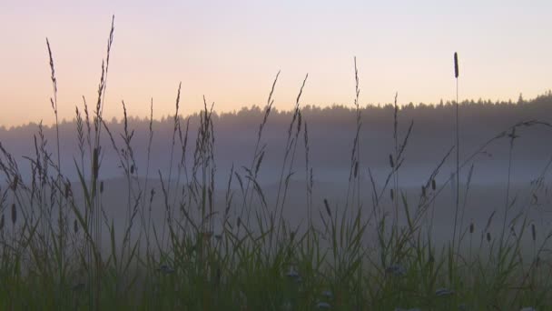 Trawa noc i mgła — Wideo stockowe