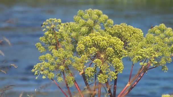 Parasol roślina na tle rzeki — Wideo stockowe