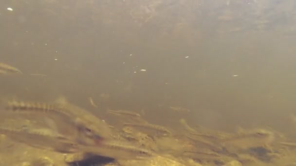 Fiska under vattnet i snabbt strömmande flod — Stockvideo