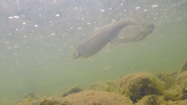 Trucha arco iris bajo el agua — Vídeo de stock