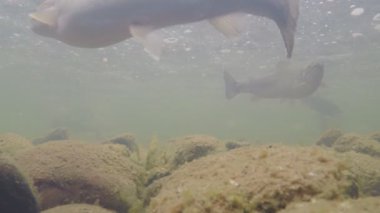 Alabalık River2 içinde yüzüyor