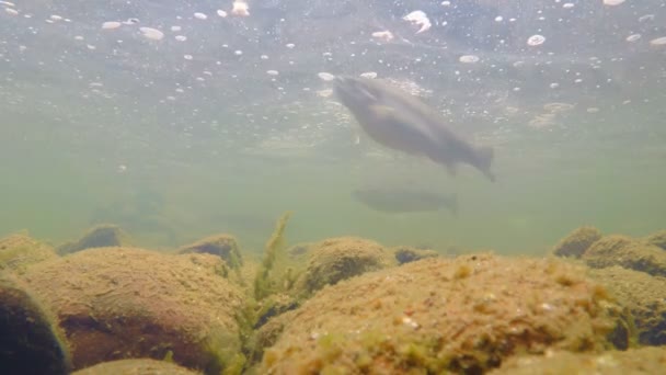 Forel zwemt in de rivier — Stockvideo