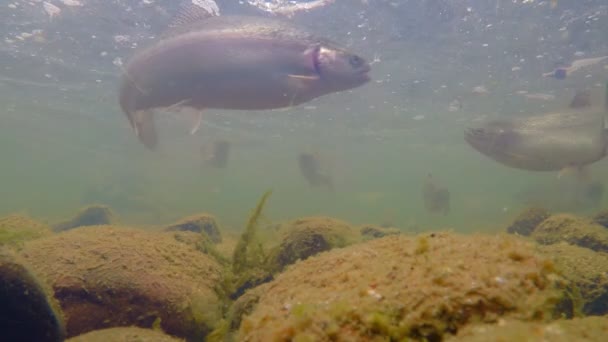 Flock av regnbåge Under vatten — Stockvideo