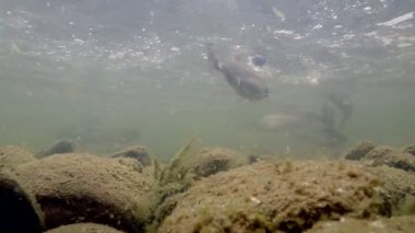 Gökkuşağı alabalığı nehir su altında