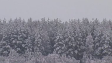 Orman ve nehir kış