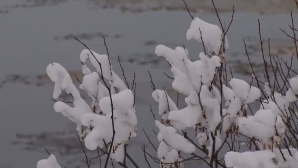 在冬天和河中的灌木 — 图库视频影像