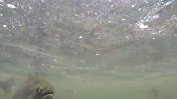 Peixes nadam debaixo de água — Vídeo de Stock