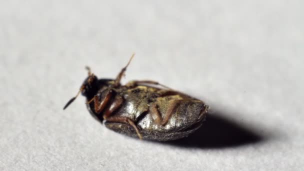 甲虫躺在背上醒来 — 图库视频影像